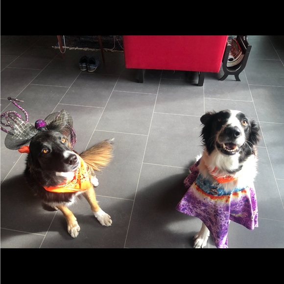 Meet your Posher, Donnanne - Picture 2 of 2